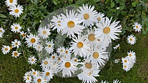 Daisy flowers