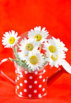 Daisy flowers in red watering-can over red