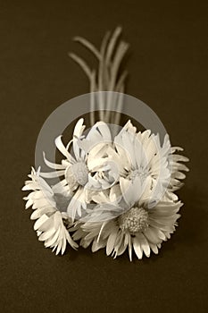 Daisy flowers, sepia