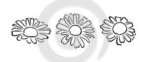 Daisy flowers set. Black and white silhouette, outline. Vector cartoon illustration of chamomile.