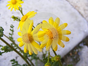 Daisy flowers,Sidewalks, ornamental flowers, natural colored flowers, city ornamental flowers, flowers between stones,