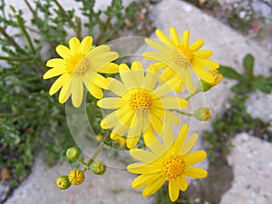 Daisy flowers,Sidewalks, ornamental flowers, natural colored flowers, city ornamental flowers, flowers between stones,