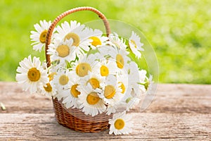 Daisy flowers in the small basket