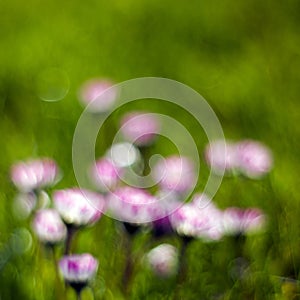 Daisy flowers  - abstrackt background photo
