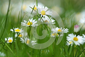 Daisy Flowers in Spring