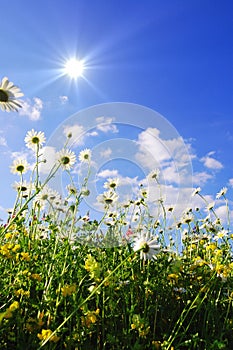 Daisy flowers in summer