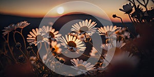 Daisy flowers with sunset background