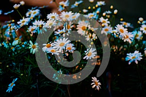 Daisy Flowers In Sunset Of Spring