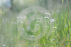 Daisy flowers in the tall grass