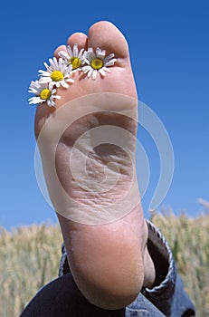 Daisy flowers between toes