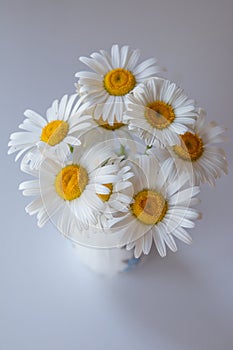 Daisy flowers in vase