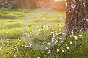 Daisy flowers in a warm light of sunset