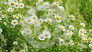 Daisy flowers are waving in the wind. Natural summer background