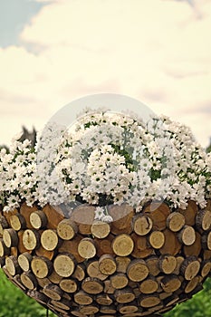 Daisy flowers with white petals in wooden cachepot, floral design