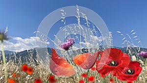Daisy flowers  wild red poppy flower in wild green field blue sky white clouds nature background