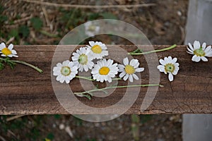 Daisy flowers in a wood trunk