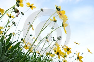 Daisy flowers. Yellow flowers