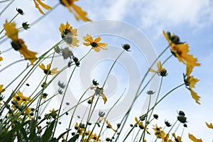 Daisy flowers. Yellow flowers