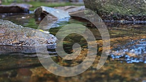 Daisy flowing on the river surface with authentic sound