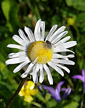 Daisy with fly