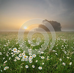 Daisy on foggy morning