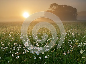 Daisy on foggy morning