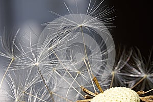 Daisy fragile seed macro structure