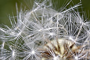 Daisy fragile seed macro structure