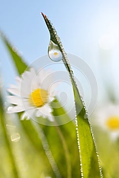 Daisy with fresh green spring grass with dew drops closeup.