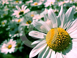 Daisy on the front and other daisies on background