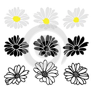 Daisy fsummer flower, floral elements hand drawn