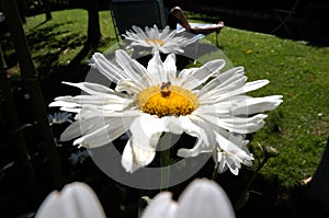 Daisy in the garden