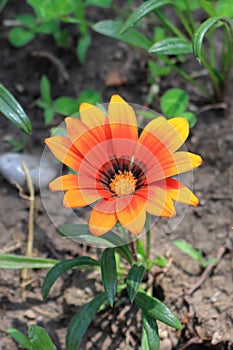 Daisy in the garden, blurred image in the back, Close-up image