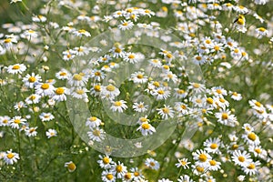 daisy garden flower. Natural background of flowers German chamomile. Matricaria chamomilla. Herbal alternative medicine photo