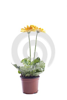 Daisy gerbera flower