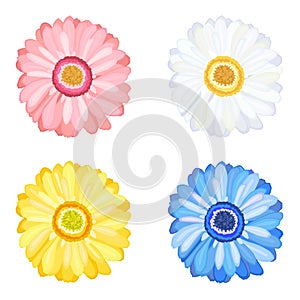 Daisy Gerbera Flowers