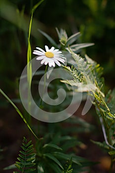 On the daisy gets a ray of sunlight. Little flowers field in the morning sunshine of summer. Abstract nature background
