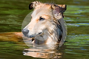 Daisy goes for a swim