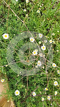 daisy in the grass