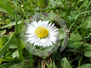 Daisy in grass / GÃÂ¤nseblÃÂ¼mchen im Gras