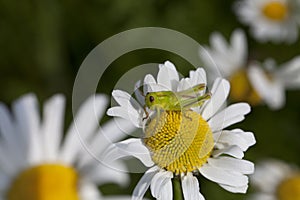 Daisy and grasshopper