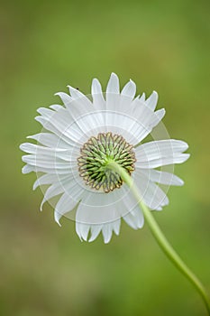 Daisy on Green - Backside of the Bloom