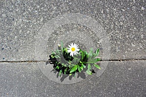 Daisy grows in a crack in the street