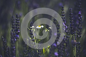 a daisy grows on a lavender field. a large lavender field bloomed, a purple flower