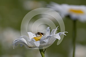 Daisy and halitus bee