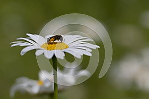 Daisy and halitus bee