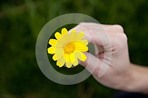 Daisy hand