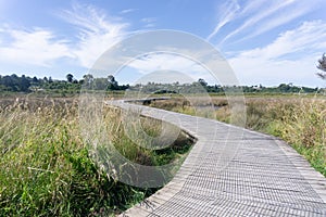 Daisy Hardwick Walk winds through luxuriant green bush and across open wetlands