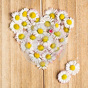 Daisy heart made from flowers on wooden background