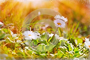 Daisy illuminated with morning sun rays
